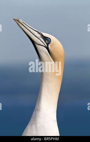 An adult Northern Gannet sky point display Stock Photo