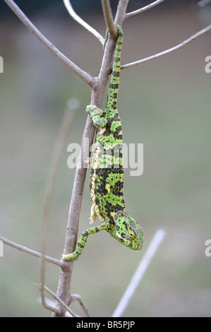 Flap-necked chameleon - Flapneck chameleon (Chamaeleo dilepis) moving on branches - Maasai Mara National Park - Kenya Stock Photo