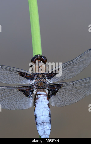 Broad-bodied Chaser Dragonfly (Libellula depressa) close-up of male at rest on plant stem, Oxfordshire, UK Stock Photo