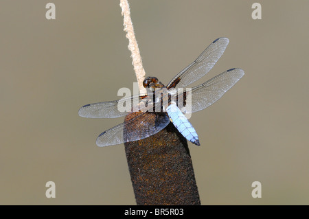 Broad-bodied Chaser Dragonfly (Libellula depressa) male at rest on bullrush, Oxfordshire, UK. Stock Photo