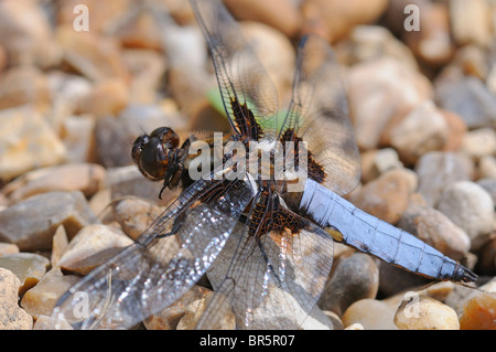 Broad-bodied Chaser Dragonfly (Libellula depressa) close-up of male at rest on gravel, Oxfordshire, UK. Stock Photo