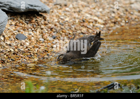 Blackbird (Turdus merula) male bathing, Oxfordshire, UK. Stock Photo