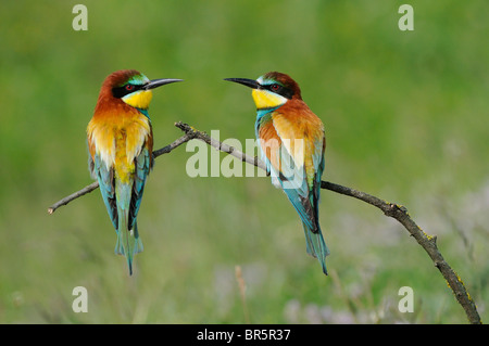 European Bee-eater (Merops apiaster) pair perched on branch, facing each other, Bulgaria Stock Photo