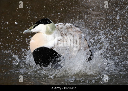 European Eider Duck (Somateria mollissima) male bathing, Slimbridge, UK. Stock Photo