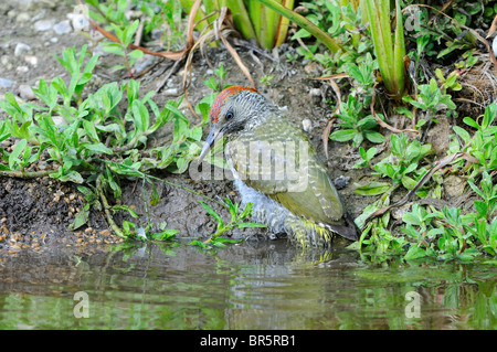 Green Woodpecker (Picus viridis) juvenile at water's edge, Oxfordshire, UK. Stock Photo