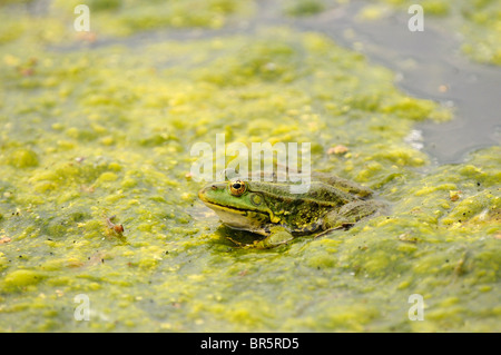 Marsh Frog (Rana ridibunda) sitting on mat of algal bloom, Blugaria Stock Photo