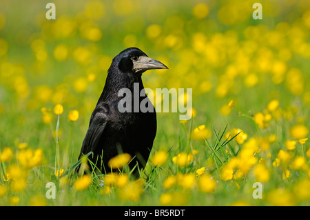 Rook (Corvus frugilegus) standing on the ground amongst buttercups, Oxfordshire, UK. Stock Photo