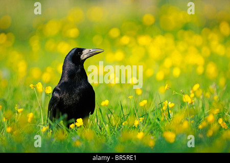 Rook (Corvus frugilegus) on ground amongst buttercups, Oxfordshire, UK. Stock Photo