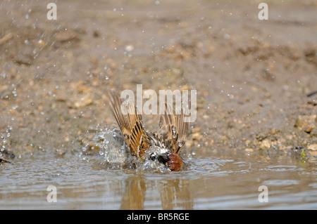 Spanish Sparrow (Passer hispaniolensis) bathing in pool of water, Bulgaria Stock Photo