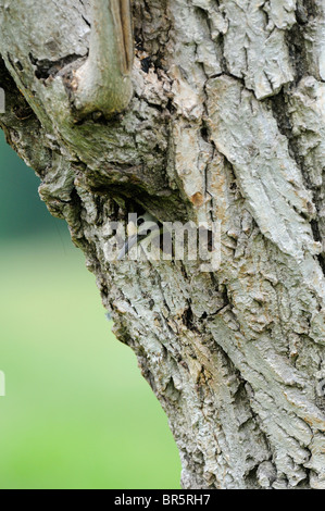 Syrian Woodpecker (Dendrocopos syriacus) peering out of nest hole, Bulgaria Stock Photo