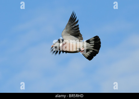 Woodpigeon (Columba palumbus) in flight, Oxfordshire, UK Stock Photo