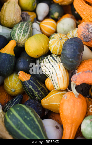 A variety of winter squashes, gourds and pumpkins. Stock Photo