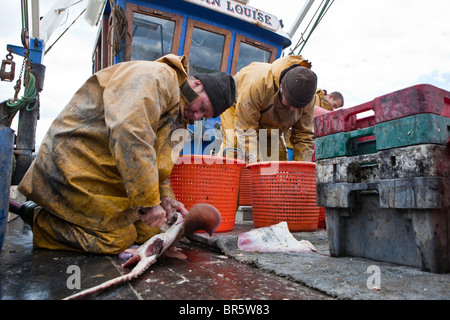Fishermen sorting their catch out aboard their boat moored at Hastings. Stock Photo