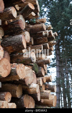 Stack of freshly cut logs in sustainable woodland used in wood chip production, Suffolk, United Kingdom Stock Photo