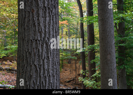 Tree bark close up in a deciduous forest, Eastern USA. Stock Photo