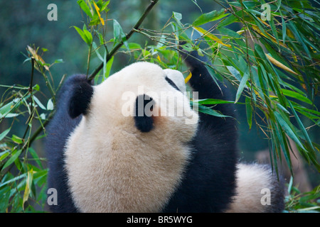 Giant panda cub eating babmoo in the forest, Ya'an, Sichuan, China Stock Photo