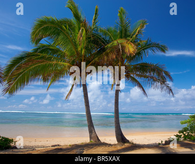 Kauai, Hawaii Two palm trees frame a stretch of Anini beach on the ...