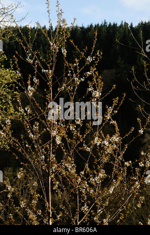 Flowers of Prunus avium; Wild Cherry or Gean, Wales, UK. Stock Photo