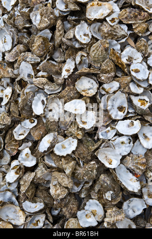A backgound image of discarded Oyster Shells awaiting recycling Stock Photo