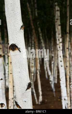 A stand of Silver Birch Trees.  Betula pendula. Stock Photo