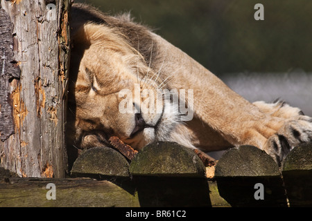 Napping Lion Stock Photo
