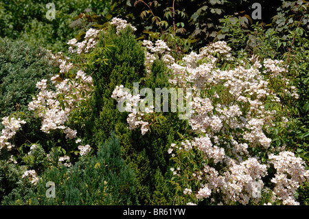Rosa filipes 'Kiftsgate' climbing rose drifting over ornamental conifers Stock Photo