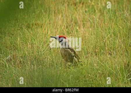 Green Woodpecker (Picus viridis) - foraging in field Stock Photo