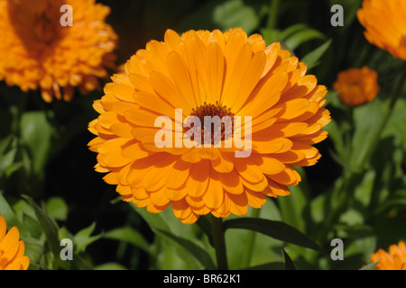 Common marigold (Calendula officinalis) orange flower, a garden companion plant Stock Photo