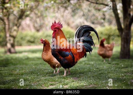 Chickens free-range free range countryside happy Stock Photo