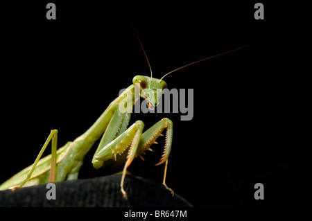 Green Preying Mantis Stock Photo