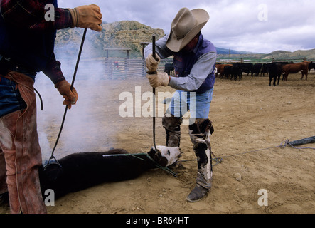 Ranchworkers brand and dehorn a calf during a branding on a ranch in CO Stock Photo