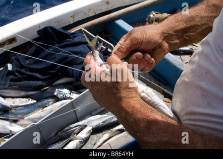 A fisherman attaching a whole mackerel as bait to a hook in surface longline fishing in the Mediterranean Sea. Stock Photo