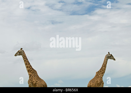 Two giraffes with sky in background. Stock Photo