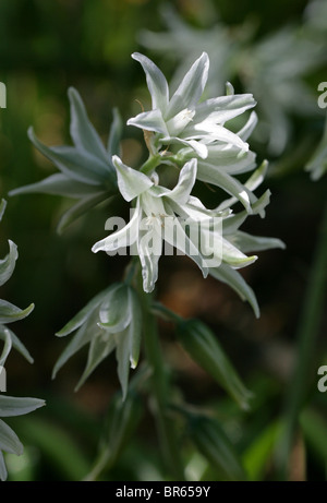 Drooping Star-of-Bethlehem Flowers, Ornithogalum nutans, Hyacinthaceae, Europe and North America. Stock Photo