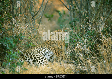 Leopard  Panthera pardus hidden in grass South Africa Stock Photo