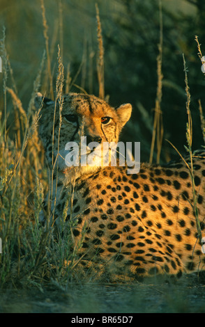 Cheetah Acinonyx jubatus resting in grass South Africa Stock Photo