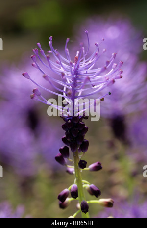 Purple Grape Hyacinth or Tassle Hyacinth, Leopoldia comosa, Hyacinthaceae, Mediterranean Europe. Stock Photo