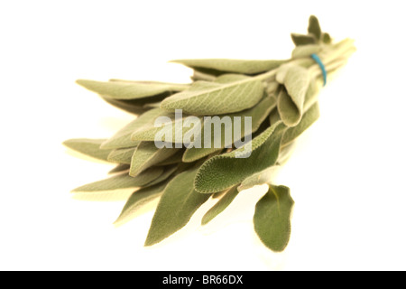 Fresh Healthy Bunch Or Sprig Of Sage Herb Against A White Background With A Clipping Path And No People Stock Photo