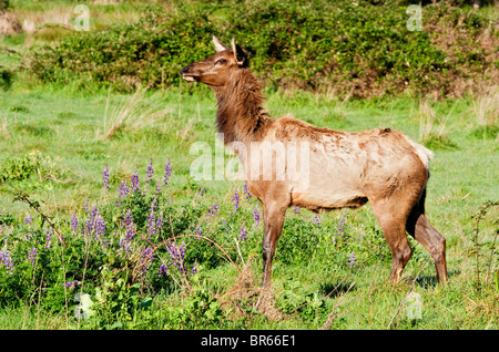 Roosevelt elk at Prairie Creek Redwoods State Park, California. Stock Photo