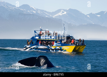 A whale dives in front of Whale watchers in Kaikoura New Zealand Stock Photo