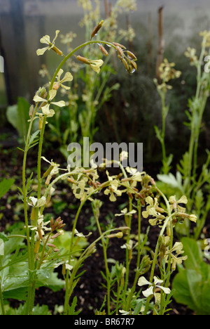 Eruca sativa, Salad Rocket flowers. Stock Photo