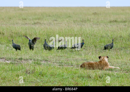 Baby Lion Cub Watching Birds in the Wild Stock Photo