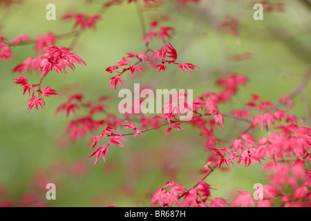 Acer palmatum Stock Photo