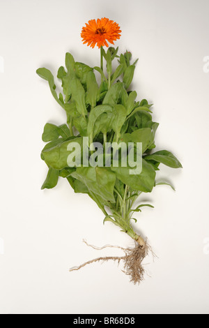 Common marigold (Calendula officinalis) plant showing structure of flower, leaves and roots Stock Photo