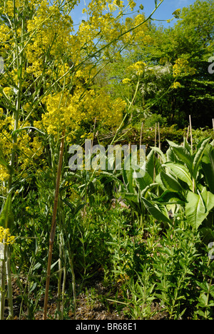 Dyeplants - Isatis tinctoria, Woad in flower with Rubia tinctoria, Madder and Inula helenium, Elecampane. Stock Photo