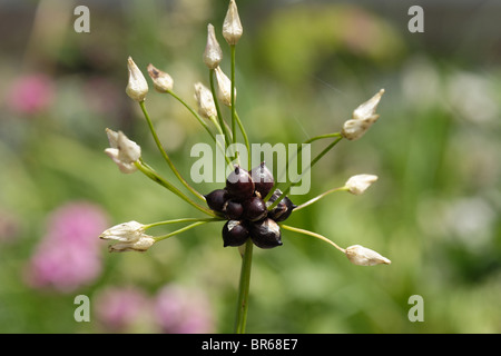 Rosy garlic (Allium roseum) bulbils forming on seedhead after flowering Stock Photo