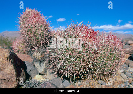 Cotton Top Cactus (Echinocactus polycephalus) growing in Desert, Death Valley National Park, California, USA Stock Photo