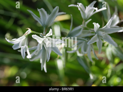 Drooping Star-of-Bethlehem Flowers, Ornithogalum nutans, Hyacinthaceae, Europe and North America. Stock Photo