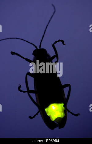 download fireflies glow worms and lightning bugs