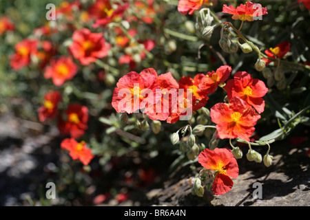 Red Rock Rose, Helianthemum 'Fire Dragon', Cistaceae